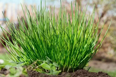 Лук шнитт (Лук скорода) с доставкой! 🌱 [Р779493]