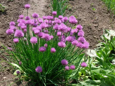 Купить Шнитт лукAllium schoenoprasum - в питомнике Флорини