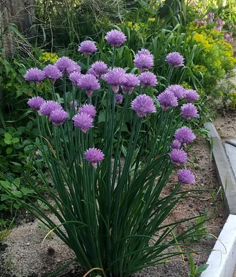 Лук шнитт, резун, резанец, скорода английский лук (Allium schoenoprasum)