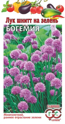 Семена Лук Шнитт \"Медунок\", Сем. Алт, ц/п, 0,5 г (7349317) - Купить по цене  от 25.00 руб. | Интернет магазин SIMA-LAND.RU
