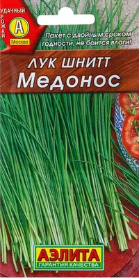 Лук Шнитт - гармония красоты и вкуса! | Цветы без границ! 🌺 | Дзен