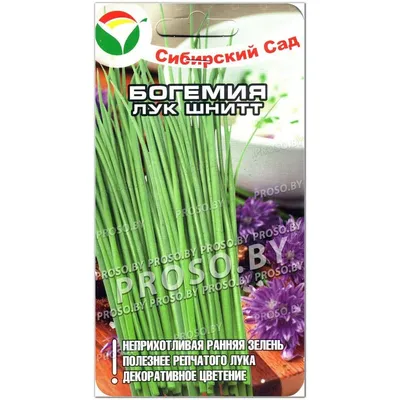 Купить семена: Лук-шнитт Медонос - цены,фото,отзывы | Green-Club.com.ua