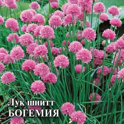 Лук Шнитт. Купить Семена, Саженцы с Доставкой в СПБ. Отправка по РФ почтой  и ТК