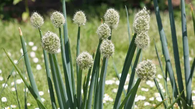 Лук Шнитт (Allium schoenoprasum) - Лук-резанец - Многолетники - Каталог -  LESKOVO-PITOMNIK.ru
