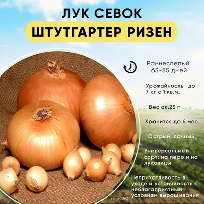 Продам лук штутгарт, купити лук штутгарт — Agro-Ukraine