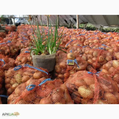 Продам лук Штутгарт глобус без болезни одеты, Винницкая обл., Лук — Agrotorg