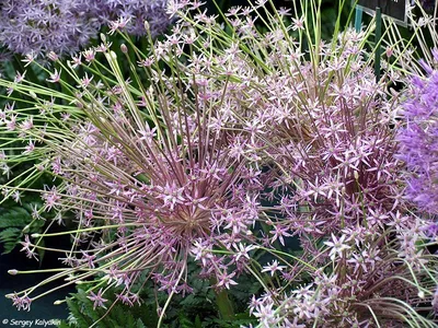 Аллиум Шуберта (Allium schubertii), 5 шт J.W.A. Lefeber 174929318 купить в  интернет-магазине Wildberries