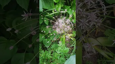 Самые популярные и декоративные виды ЛУКОВ | Дизайн в Саду Жизни | Дзен