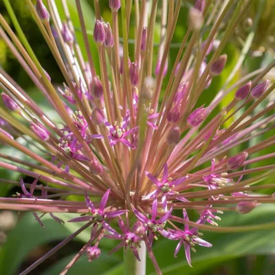 Лук Шуберта, многолетник. #Allium Schubertii. 31.05.2023. - YouTube