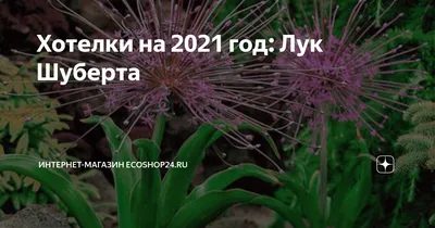 Аллиум (Лук декоративный) крупноцветущий Маунт Эверест С3 (1 шт в горшке)  купить за 650 р. в садовом центре АСТ Медовое
