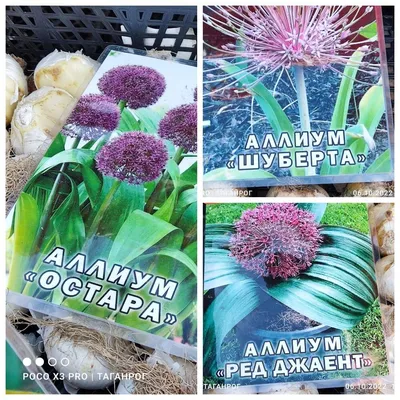 Какие цветы стоит посадить на даче в сентябре? 7 необычных декоративных  сортов | Дачный уголок | Дзен