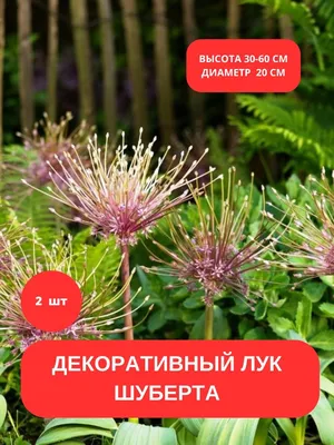 Лук Шуберта (111 фото) » НА ДАЧЕ ФОТО