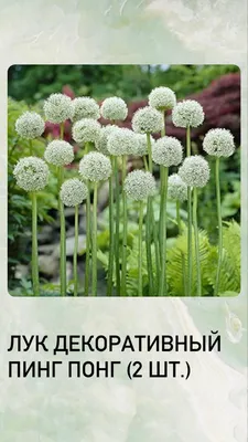ТОП роскошных и необычных сортов декоративного лука | НПО «Сады России» —  когда сад в удовольствие! | Дзен