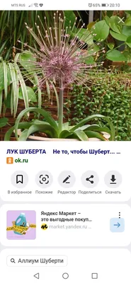 Декоративный лук в дизайне сада - GreenMarket