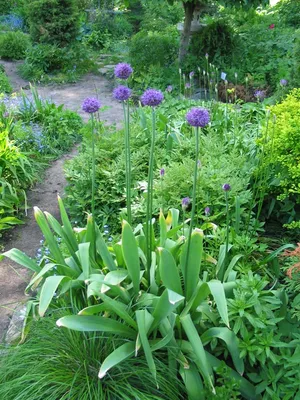 Лук Шуберта (Allium Shubert) - описание сорта, фото, саженцы, посадка,  особенности ухода. Дачная энциклопедия.