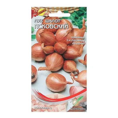 🌱 КТО СПРАШИВАЛ ПРО ЛУК-ШАЛОТ? СКОРО ПРИЕДУТ \"РЫЖИК\" И \"СЕРЁЖКА\"! Лук-шалот  или «сорокозубка», как его называют.. | ВКонтакте