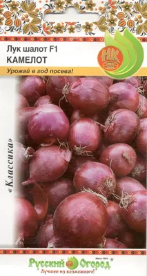 Семена Лук шалот \"Стиляга\", среднеспелый, 0,2 г (10280456) - Купить по цене  от 18.90 руб. | Интернет магазин SIMA-LAND.RU