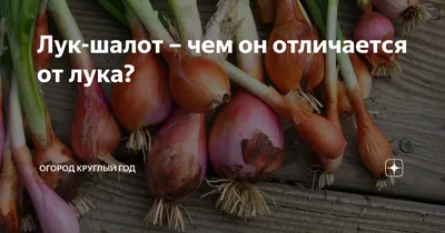 Купить Семена - Лук шалот Сорокозубка 0,25 г. ❱❱ Колибри-маркет ❰❰❰