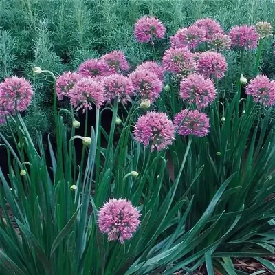 Лук слизун - Лук - GardenPlants