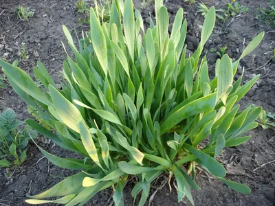 Каталог — Лук-слизун (лук поникающий) (Allium nutans) купить саженцы,  семена и луковицы.