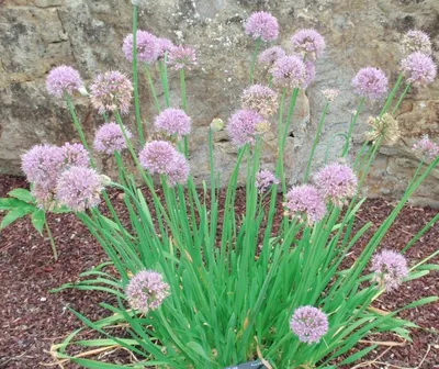 File:Allium nutans.JPG - Wikimedia Commons