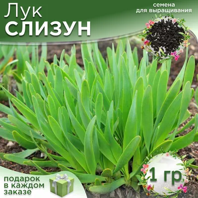 Лук-слизун