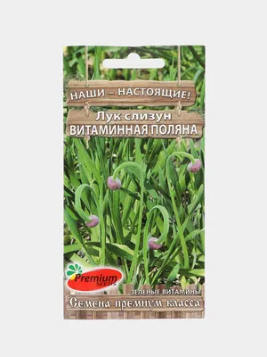 Лук-слизун или лук поникающий🌱 | Агрофирма Аэлита | Дзен