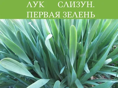 Лук слизун ГРИН - Плазменные семена