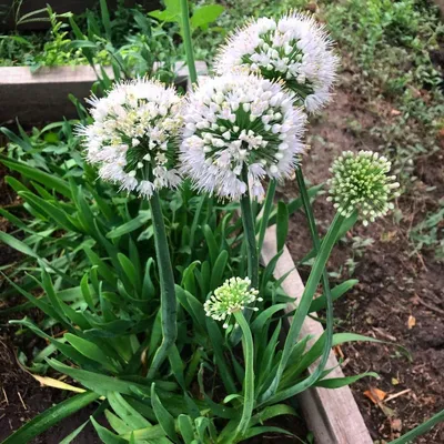 Лук-слизун или Лук поникающий ( Allium nutans) — многолетнее травянистое  растение. Цветущая головка крупно Stock Photo | Adobe Stock