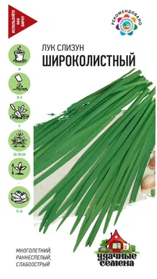 Лук слизун