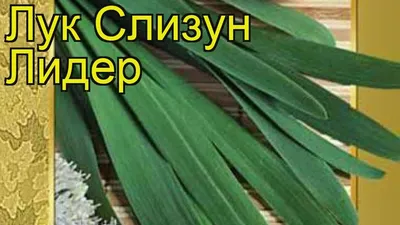 Лук слизун Кладезь здоровья (Аэлита) - Магазин Дом,Сад,Огород в Челябинске