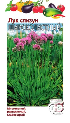 Лук слизун Широколистный 0,5г (Гавриш) в Кирове купить по низким ценам,  интернет-магазин СтройБери
