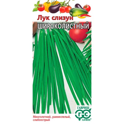 Лук-слизун — полезное и вкусное украшение сада. Использование в кулинарии и  на цветниках, уход. Фото — Ботаничка