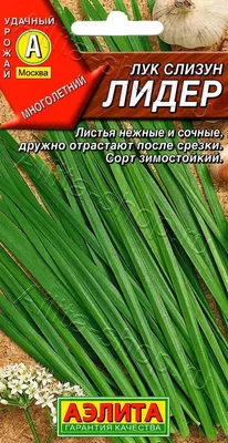 Купити Семена лука Батун - Насіння цибулі від Берекет КФХ