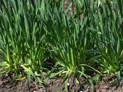 Лук слизун Кладезь 0,5г Agromaksi (ID#856371540), цена: 4 ₴, купить на  Prom.ua