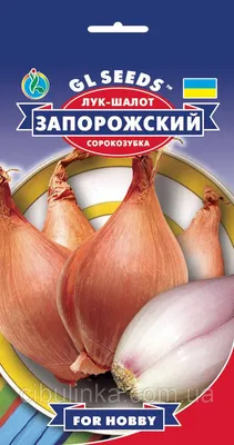 16 лет сажаю лук-сорокозубку и получаю сразу и отменный урожай, и севок -  бесплатно и в любом количестве | Волжский сад | Дзен