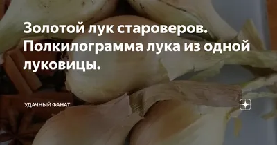 Золотой лук староверов. Полкилограмма лука из одной луковицы. | уДачный  фанат | Дзен