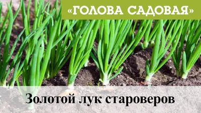 Голова садовая - Золотой лук староверов - YouTube