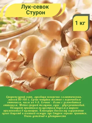 Семена Лук репчатый Стурон (а/ф Уральский Дачник) купить за 23 р. в садовом  центре АСТ Медовое