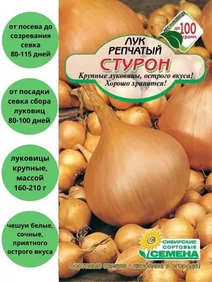 Лук-севок \"Стурон\" - «Собственная свежая зелень зимой без хлопот и  переплаты!» | отзывы