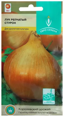 Стурон - чемпион. Среди луков | Фаско – надежный уход за садом-огородом |  Дзен