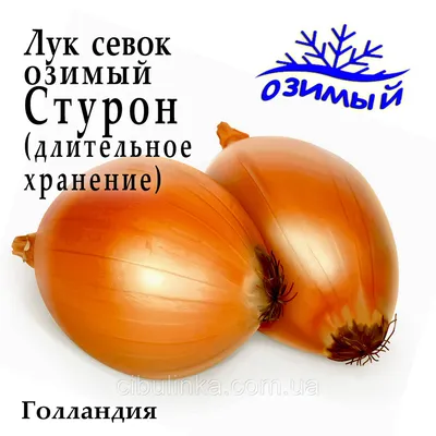 Купить Лук-севок Стурон F1 1кг (±10%) /Поиск/ в Якутске | Наша дача