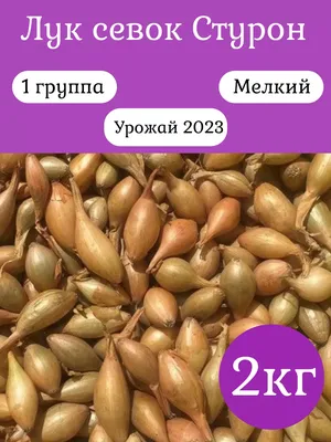 Лук-севок Стурон 1 кг, морозостойкий, результат селекции \"Штутгартер  Ризен\", Россия