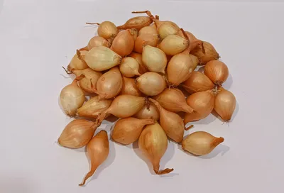 Лук - севок Стурон, Штурон (Sturon), Голландия, 1 кг: 90 грн. - Овочі  Обухів на BON.ua 89668148