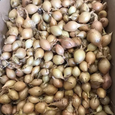 Семена Лук центурион F1 фас 0.35 кг в Новокузнецке – купить по низкой цене  в интернет-магазине Леруа Мерлен