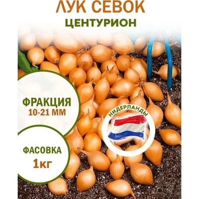 Лук Centurion (Центурион )🥕 - купить лук сеянку в Украине | FLORIUM.UA✓