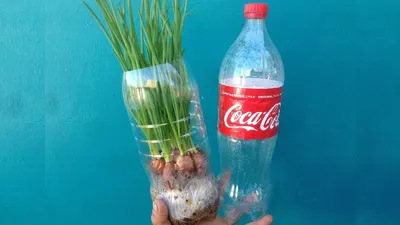 Огород на подоконнике: выращиваем зеленый лук в пластиковой бутылке - На  пенсии
