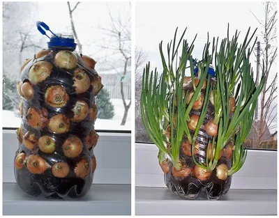 Выращиваем зеленый лук в пластиковых бутылях | STENA.ee