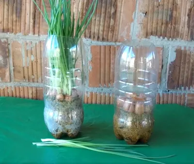 Как вырастить зеленый лук на подоконнике в пластиковой бутылке | Растения  для сада, огорода