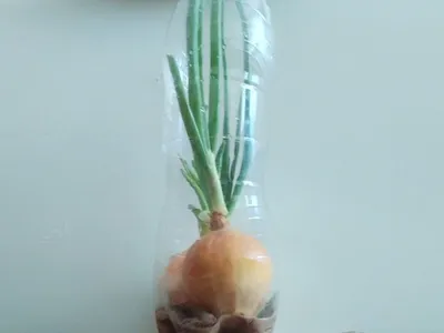 Как вырастить зеленый лук в квартире при помощи пластиковой бутылки